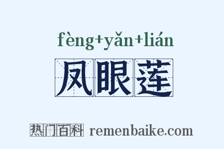凤眼莲是什么意思的图片